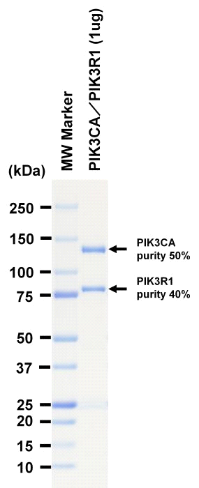 The purity was assessed by SDS-PAGE/CBB staining.